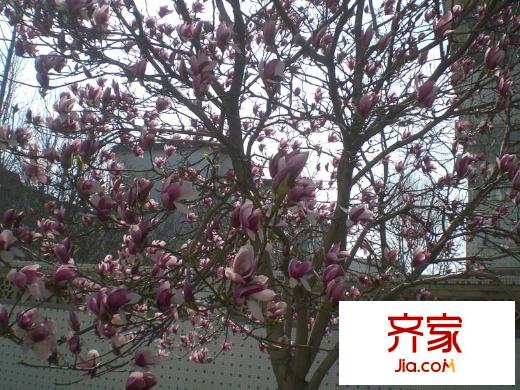 廣播電視報宿舍外景圖 （2015.3.31）