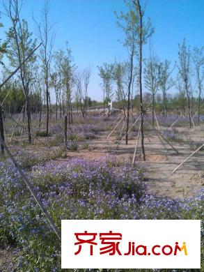 恒信南郡配套圖東300米虞河景觀帶