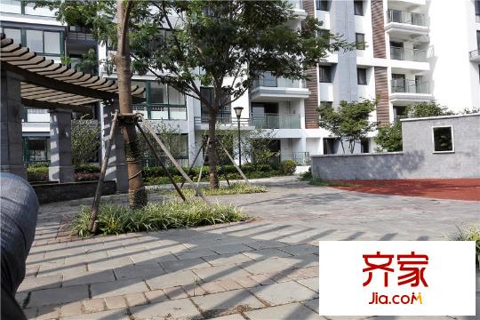 虹橋佳苑小區(qū)綠化（2015-10-09）