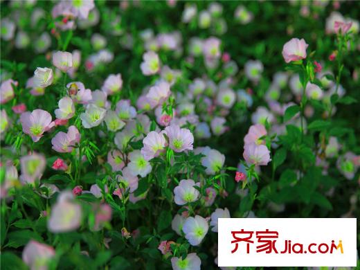 觀林一品森林公園