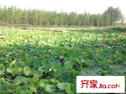 荔水灣項(xiàng)目東100米北辰公園