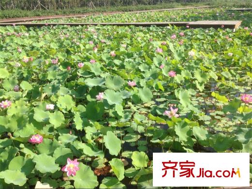 荔水灣項(xiàng)目東100米北辰公園