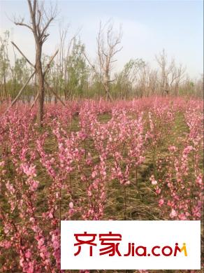 荔水灣項(xiàng)目東100米北辰公園
