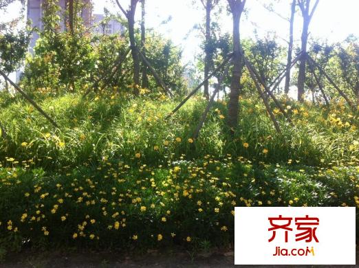 朝陽新村外景圖 