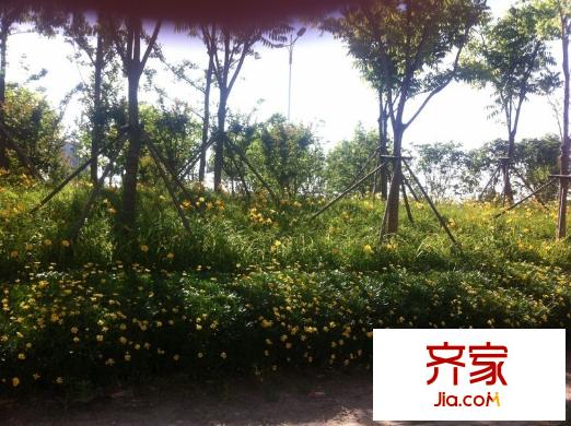 朝陽新村外景圖 