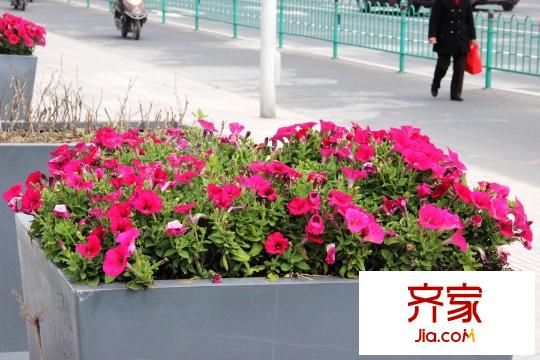 萬(wàn)科金域廣場(chǎng)綠化實(shí)景（2015-04-09）