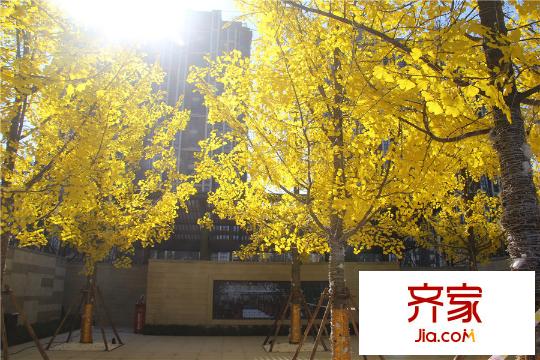 萬科公園里項(xiàng)目實(shí)景（20151127）