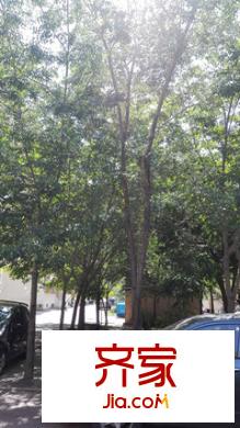 四建家屬院實(shí)景圖小區(qū)實(shí)景