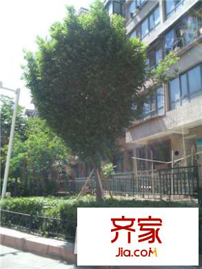 百信康城果嶺外景圖小區(qū)實景