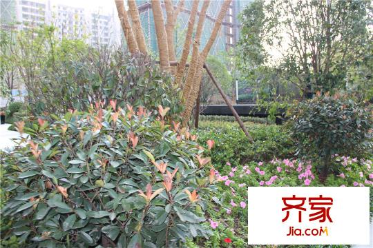 觀湖壹號(hào)內(nèi)部綠化（2015-10-22）