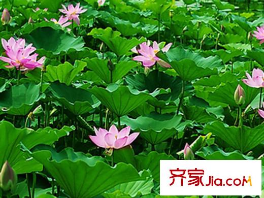 碧水藍(lán)天二期周邊配套―荷花池
