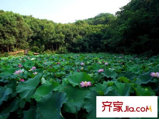 碧水藍(lán)天二期周邊配套―荷花池