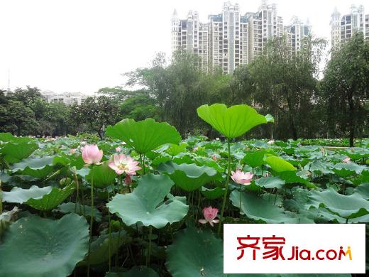 碧水藍(lán)天二期周邊配套―荷花池