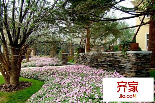 麗都馨苑綠化實(shí)景（2014.3.11）