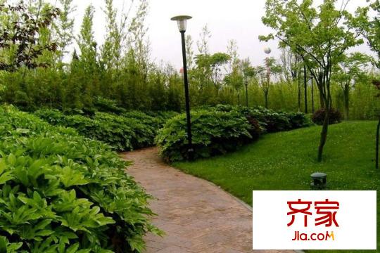 麗都馨苑綠化實(shí)景（2014.3.11）