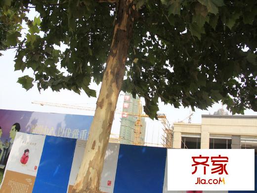 保利金香槟 实景(2014-8-11)