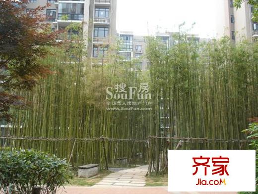 中大青山湖花园外景图改造后竹林