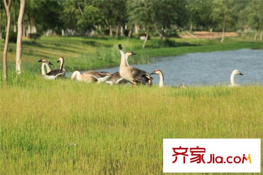 香缇溪岸距离项目800米左右的艾溪湖湿地公园