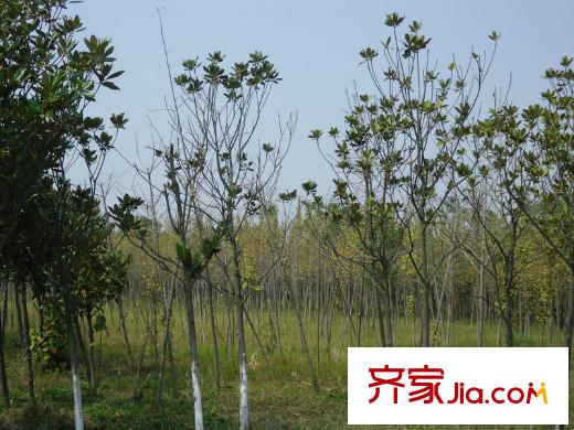 綠地玫瑰城項(xiàng)目1000米左右的艾溪湖濕地公園