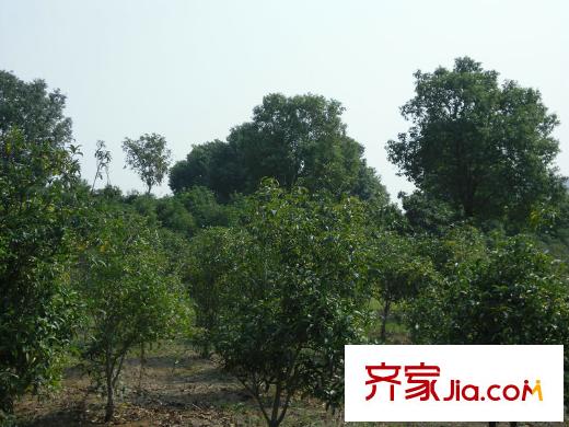 綠地玫瑰城項(xiàng)目1000米左右的艾溪湖濕地公園