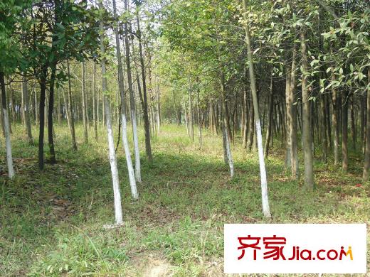 凱美艾溪湖項目周邊艾溪湖濕地公園