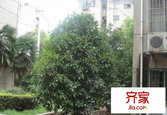 江大新村外景图