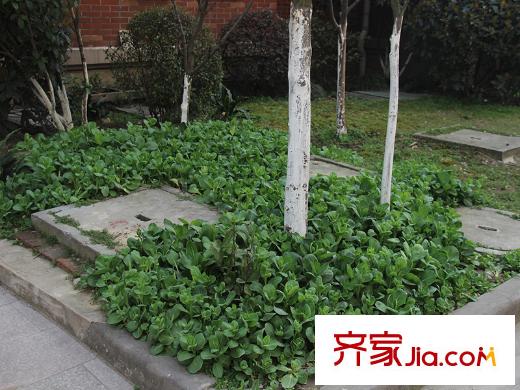 吉祥国际花园周边配套菜地