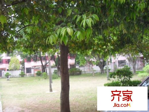 鳳凰城外景圖 