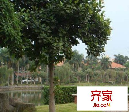 河畔花園