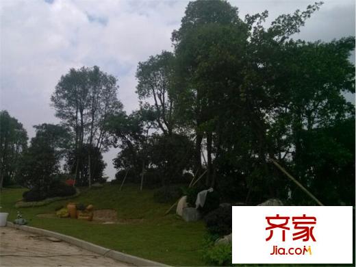 碧桂園常平首府實(shí)景圖小區(qū)園林（2014-6-4）