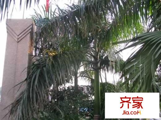 嘉多利山花園別墅外景圖嘉多利山花園