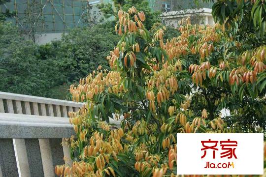 萬科金域國際園林美景（2013-1-22）