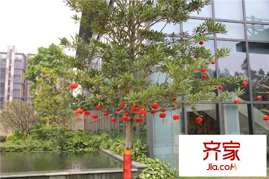 中惠卡麗蘭小區(qū)園林（2015-3-11）