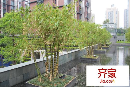 中惠卡麗蘭小區(qū)園林（2015-3-11）