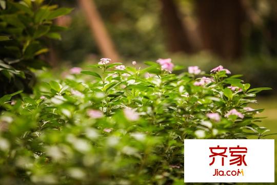 格蘭名筑園林植物（2015-07-29）