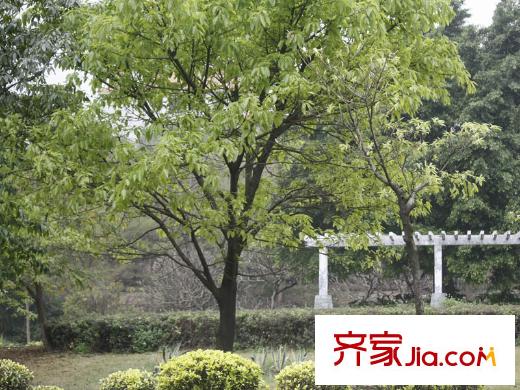 天驕御峰向南200米綠化