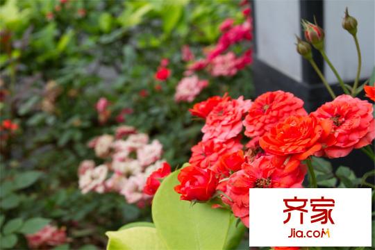 莊士8號小區(qū)園林圖（2014-11-10）