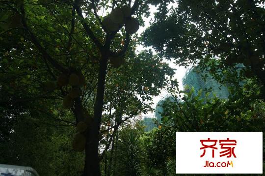 祥利上城小區(qū)園林（2012-6-28）