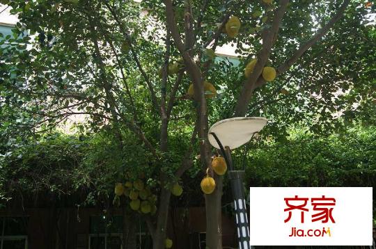 祥利上城小區(qū)園林（2012-6-28）