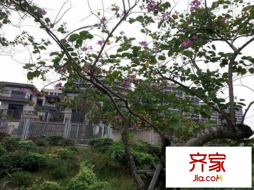 萬科虹溪諾雅別墅外景圖 