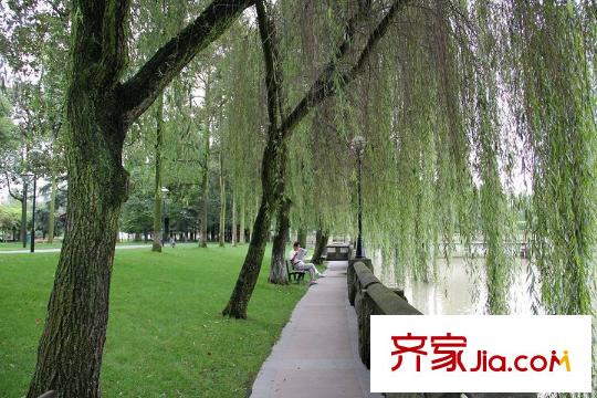 首席周邊沿河綠化景觀
