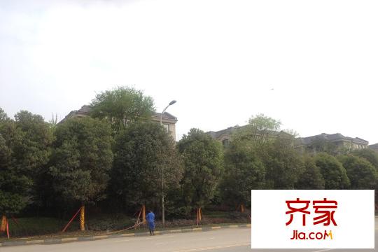 復(fù)地御香山3悅小區(qū)綠化（2015-3-29）