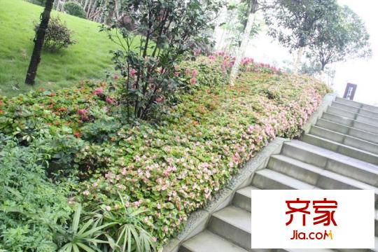 成都合院小區(qū)內(nèi)綠化景觀(2010.07)