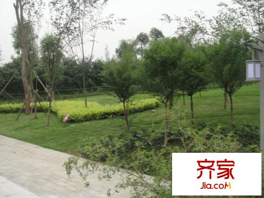 成都合院小區(qū)內(nèi)綠化景觀(2010.07)