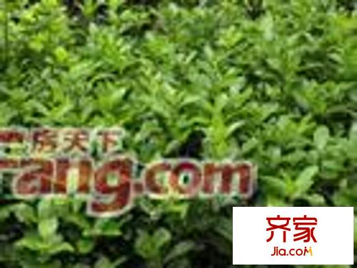运河居外景图