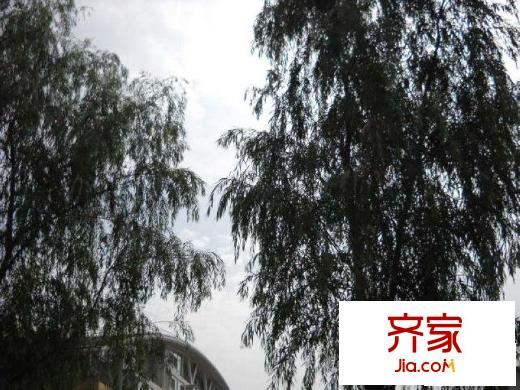 海澜东苑外景图绿化图
