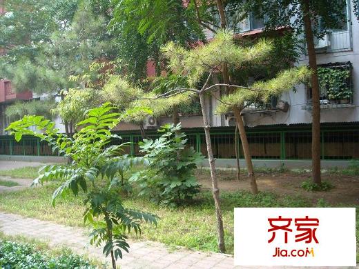 望京路3号院外景图绿化