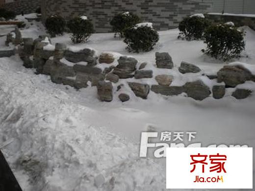 东方郁金香外景图