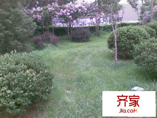 广渠门外南街外景图绿化