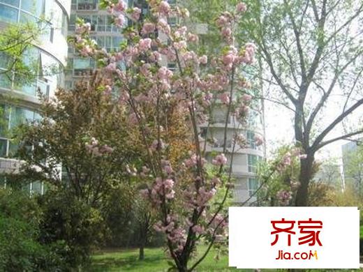 雍和家园二期外景图绿化